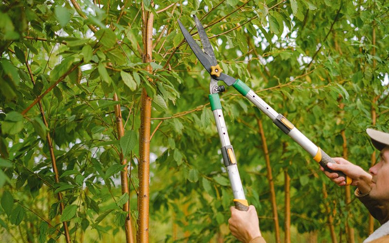 Tree trimming in Tipton, IA